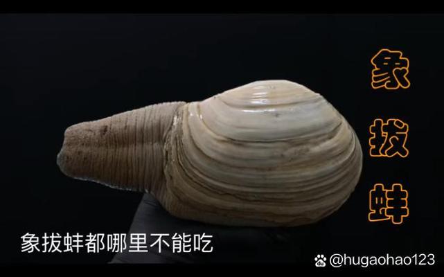 象拔蚌为啥被禁止吃缩略图