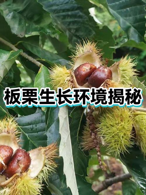 板栗长在哪里的图标