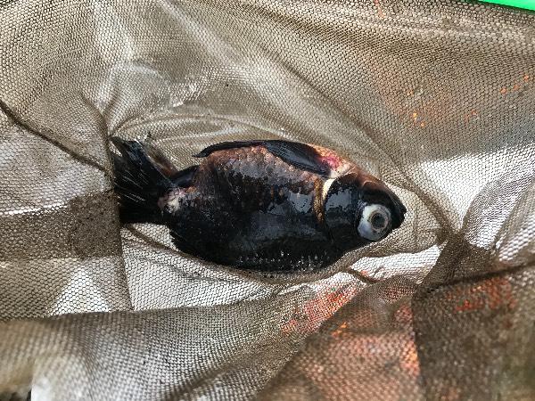 放入新鱼后旧鱼死了