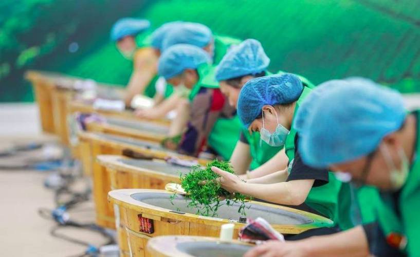 茶叶制作全过程图标
