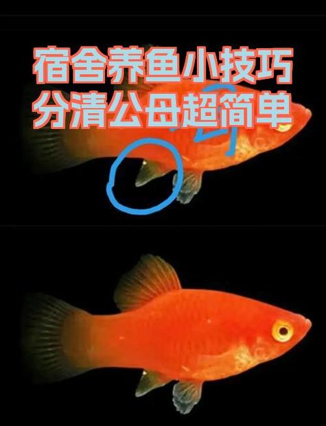 鱼缸放沙子有什么好处