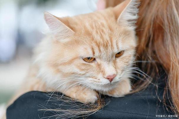 E猫G猫