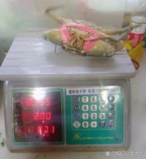 一只螃蟹的能量