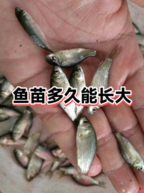 鱼苗多久能长成大鱼