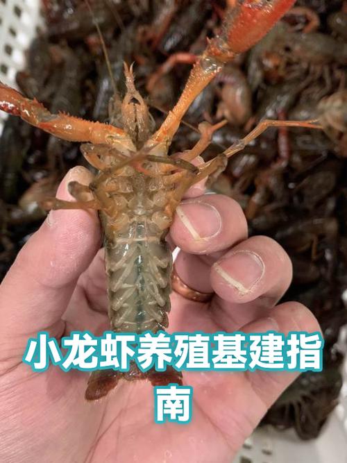 小龙虾养殖条件截图