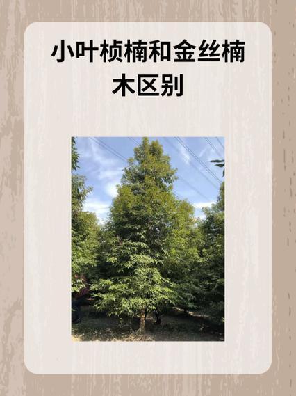楠木分几种类型缩略图