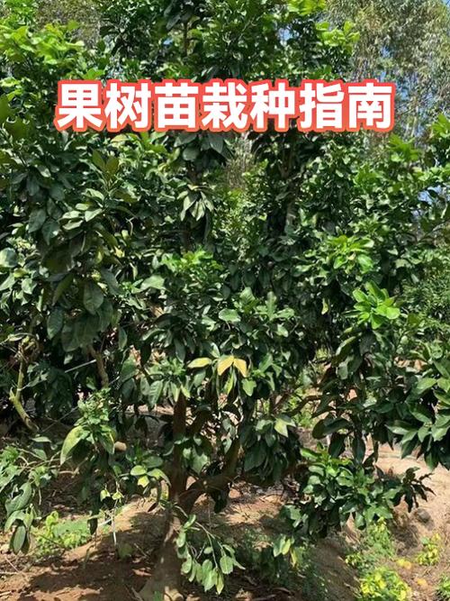 果树正确栽种方法缩略图