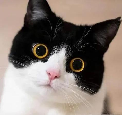 奶牛猫的智商