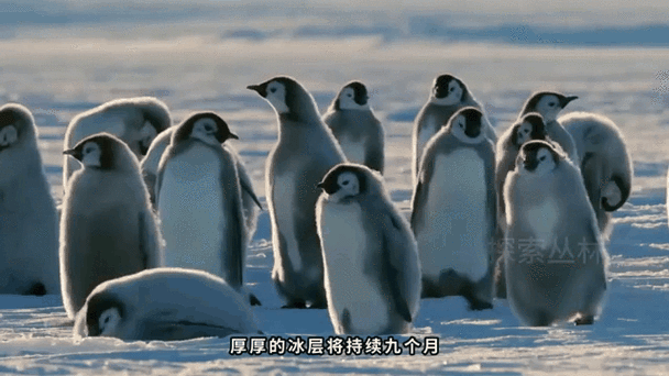 企鹅在多少度会热死