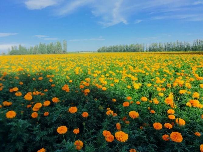 田园类经营手游 田园生活类游戏