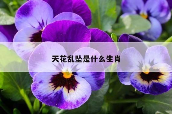 天花乱坠最佳三大生肖