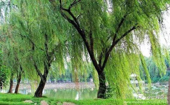 小树在春风里摇完整
