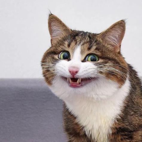 开心猫猫头表情包缩略图