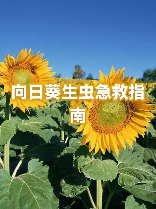 向日葵识别码在哪图标