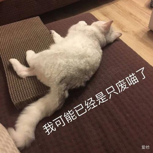我已经是一只废猫了表情包图标