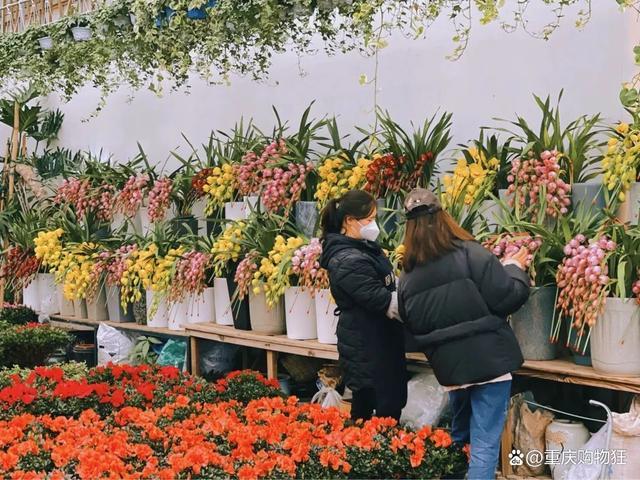 重庆花鸟市场图标
