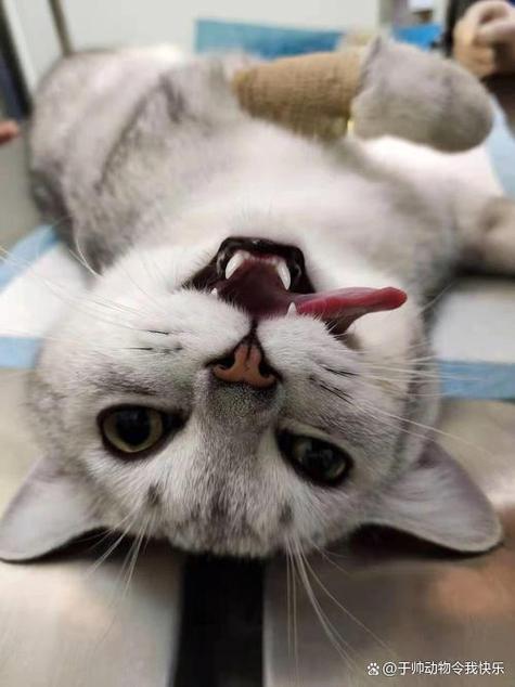 猫被主人暴打大便失禁怎么办