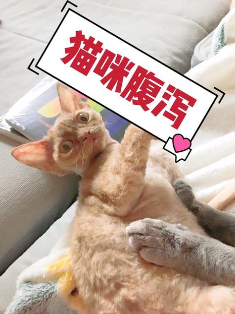 猫总是拉稀但是精神很好