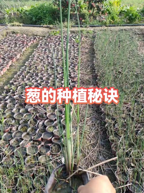 栽大葱的方法和步骤