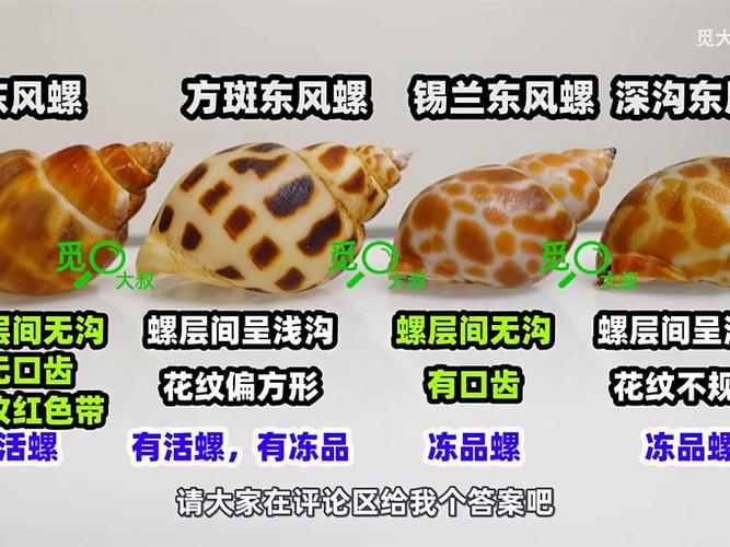 小花螺多少钱一斤图标