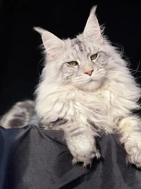 卖宠物猫去哪里卖图标