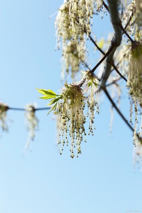 杨花落完是什么季节
