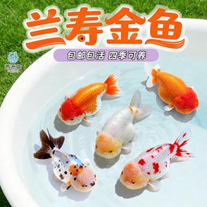 兰寿网手机版app
