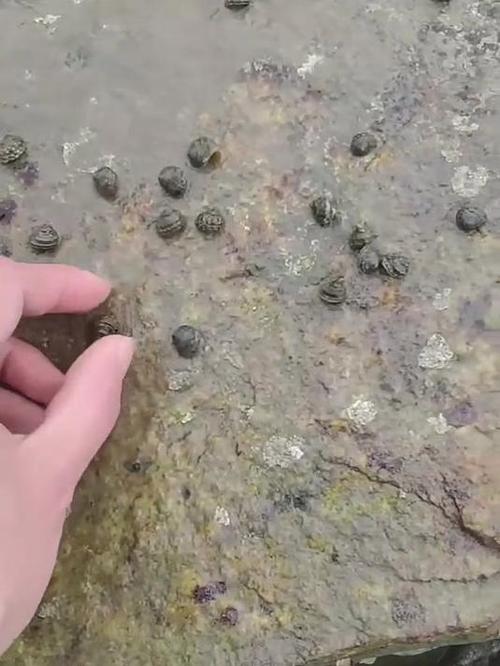 小海螺图片