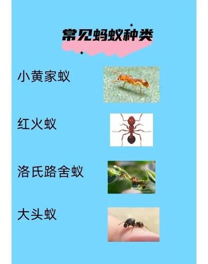 蚂蚁进家里是什么原因缩略图