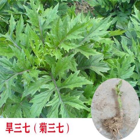 上面一个草字下面一个青缩略图