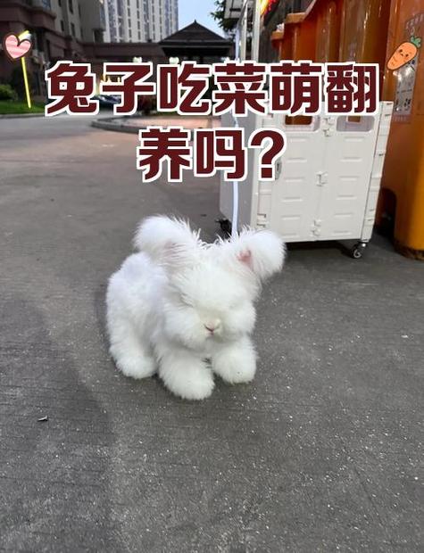 卖兔子最吸引人的一句游戏截图