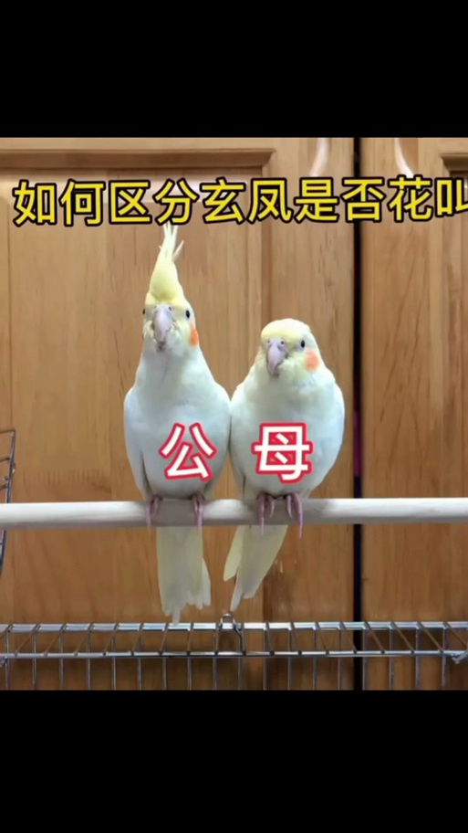 玄凤一直叫是什么原因