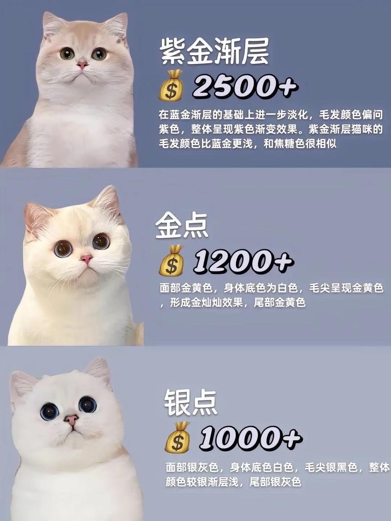 喵喵折怎么看价格走势