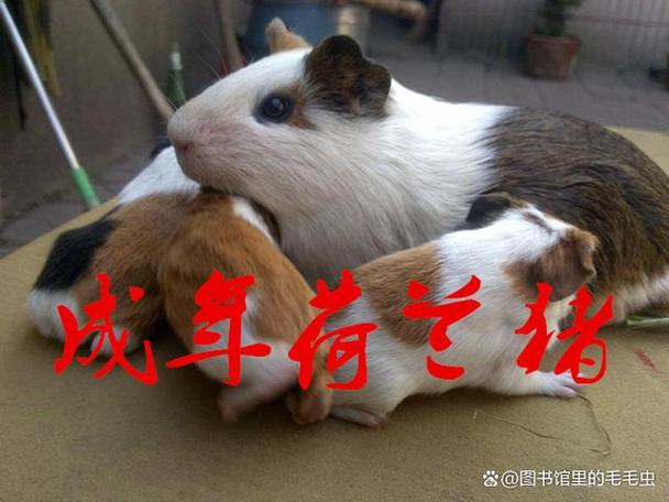 养豚鼠的10大忠告图标