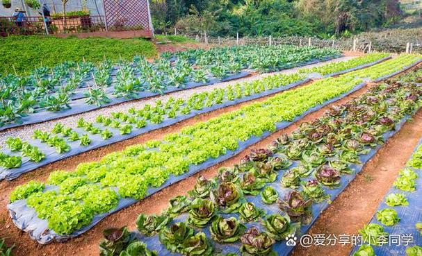 我的农场种菜赚钱图标