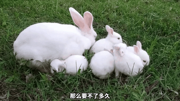 养十只兔子一年收入多少