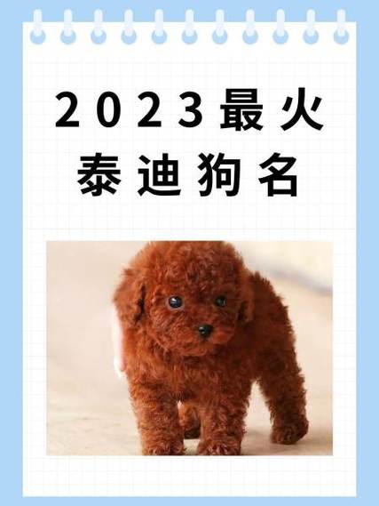 女泰迪狗名字最火的2020