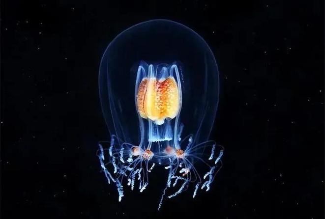 介绍水母的视频