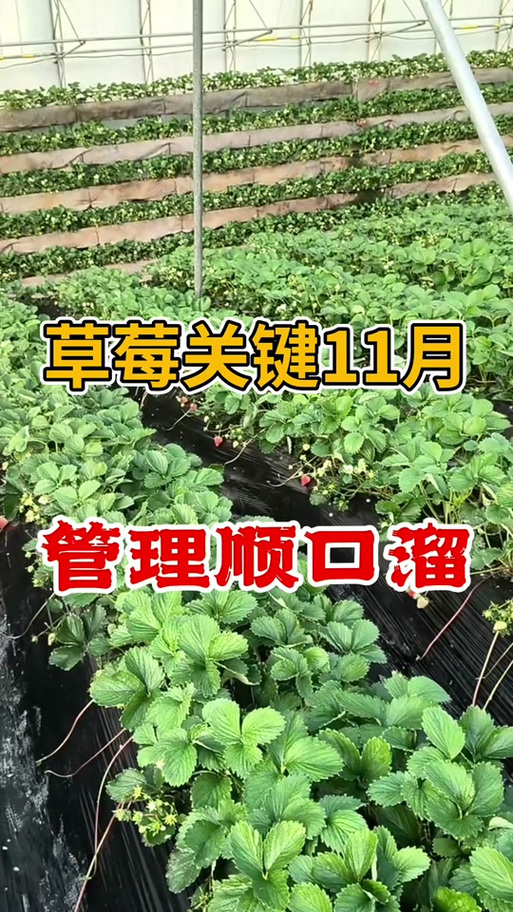 草莓叫卖的顺口溜图标