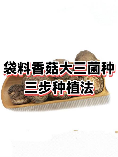 香菇菌种制作技术游戏截图