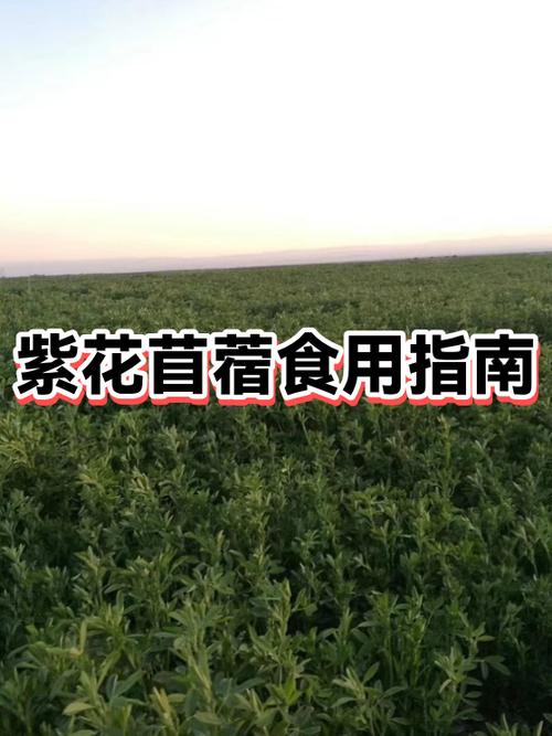 食用苜蓿截图