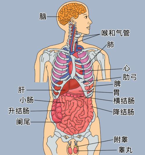 人体图片位置示意图图标