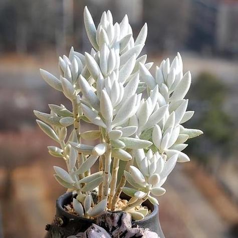 银闪花