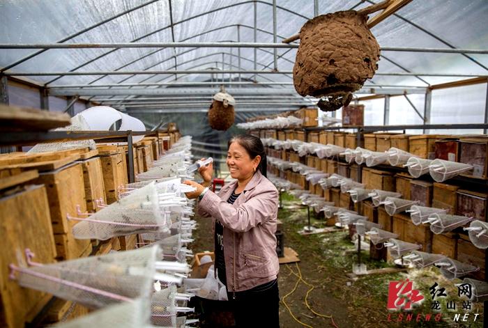马蜂大棚养殖视频大全