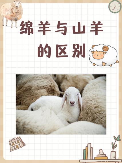 三只绵羊的故事