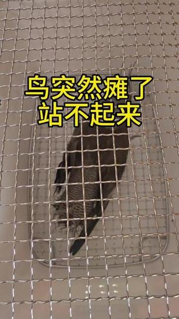鹦鹉瘫痪是什么情况缩略图