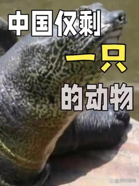 传说动物只剩一个怎么办