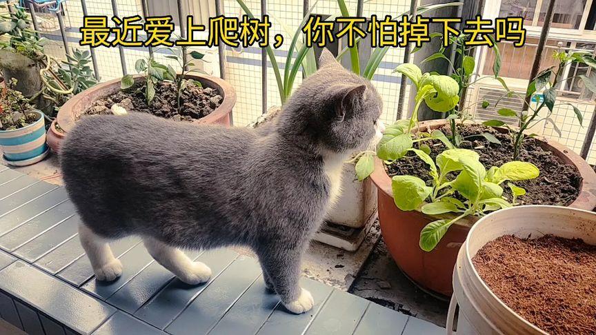 春天猫视频播放