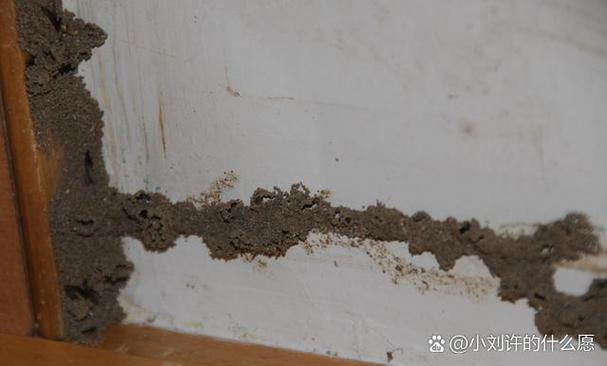 白蚁繁殖期在几月