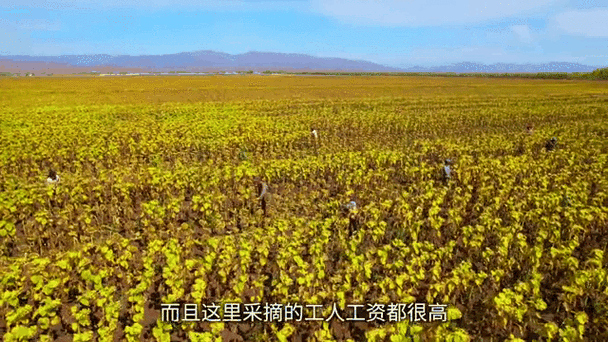 在新疆干什么挣钱